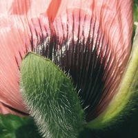 Graines de fleurs PAVOT D'ORIENT PRINCESS VICTORIA LOUISE (papaver orientale) - Graineterie A. DUCRETTET