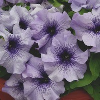 Graines de fleurs PETUNIA grandiflora LIMBO GP F1 (Petunia grandiflora) - Graineterie A. DUCRETTET