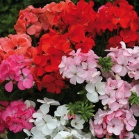 Graines de fleurs GERANIUM ZONALE INSPIRE F1 (Pelargonium zonale) - Graineterie A. DUCRETTET