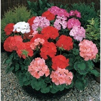  GERANIUM ZONALE GERANIUM ZONALE-HORIZON F1 (Pelargonium zonale)-mélange - Graineterie A. DUCRETTET