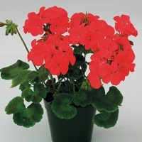  GERANIUM ZONALE GERANIUM ZONALE-INSPIRE F1 (Pelargonium zonale)-rouge - Graineterie A. DUCRETTET