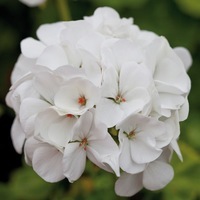  GERANIUM ZONALE GERANIUM ZONALE-INSPIRE F1 (Pelargonium zonale)-blanc pur - Graineterie A. DUCRETTET