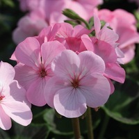  GERANIUM ZONALE GERANIUM ZONALE-INSPIRE F1 (Pelargonium zonale)-Appleblossom - Graineterie A. DUCRETTET