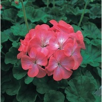 Graines de fleurs Annuelles - GERANIUM ZONALE - Graineterie A. DUCRETTET