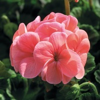  GERANIUM ZONALE GERANIUM ZONALE-INSPIRE F1 (Pelargonium zonale)-saumon - Graineterie A. DUCRETTET