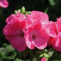  GERANIUM ZONALE GERANIUM ZONALE-INSPIRE F1 (Pelargonium zonale)-rose - Graineterie A. DUCRETTET