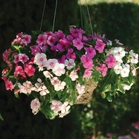 Graines de fleurs PERVENCHE DE MADAGASCAR MEDITERRANEE XP (Vinca rosea) - Graineterie A. DUCRETTET