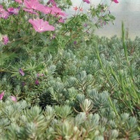 Graines de fleurs SEDUM REFLEXUM (Sedum reflexum) - Graineterie A. DUCRETTET