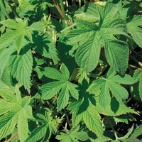 Graines de fleurs HOUBLON DU JAPON VERT (Humulus japonicus) - Graineterie A. DUCRETTET