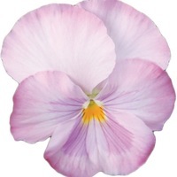 Graines de fleurs PENSEE A FLEURS MOYENNES ZEN F1 (Viola witrockiana) - Graineterie A. DUCRETTET