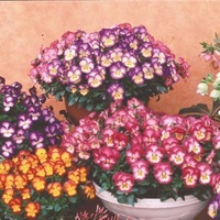Graines de fleurs PENSEE A FLEURS MOYENNES ULTIMA F1 (Viola witrockiana) - Graineterie A. DUCRETTET