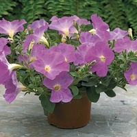 Graines de fleurs PETUNIA RETOMBANT traçant BALCONI F1 (Petunia) - Graineterie A. DUCRETTET