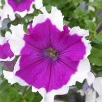 Graines de fleurs PETUNIA grandiflora MALAGA F1 (Petunia grandiflora) - Graineterie A. DUCRETTET
