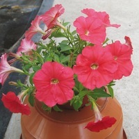 Graines de fleurs PETUNIA RETOMBANT traçant PICOBELLA CASCADE F1 (Petunia) - Graineterie A. DUCRETTET