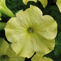  PETUNIA grandiflora PETUNIA grandiflora-SOPHISTICA F1 (Petunia grandiflora)-Lime green - Graineterie A. DUCRETTET