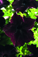  PETUNIA grandiflora PETUNIA grandiflora-SOPHISTICA F1 (Petunia grandiflora)-Blackberry (presque noir) - Graineterie A. DUCRETTET