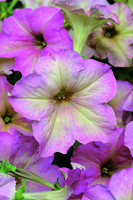  PETUNIA grandiflora PETUNIA grandiflora-SOPHISTICA F1 (Petunia grandiflora)-Antique shades (tons rose antique) - Graineterie A. DUCRETTET