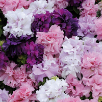 Graines de fleurs PETUNIA grandiflora DOUBLE CASCADE F1 (Petunia grandiflora) - Graineterie A. DUCRETTET