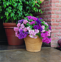 Graines de fleurs PETUNIA grandiflora DOUBLE CASCADE F1 (Petunia grandiflora) - Graineterie A. DUCRETTET