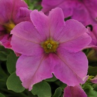 Graines de fleurs PETUNIA grandiflora SOPHISTICA F1 (Petunia grandiflora) - Graineterie A. DUCRETTET