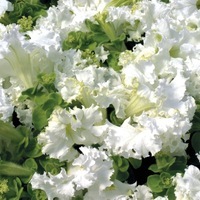Graines de fleurs PETUNIA grandiflora FRILLYTUNIA F1 (Petunia grandiflora) - Graineterie A. DUCRETTET