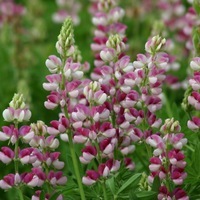 Graines de fleurs vivaces - LUPIN ANNUEL - Graineterie A. DUCRETTET