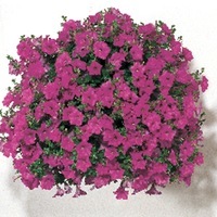 Graines de fleurs PETUNIA RETOMBANT traçant WONDER WAVE F1 (Petunia) - Graineterie A. DUCRETTET