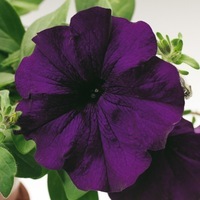 Graines de fleurs PETUNIA RETOMBANT traçant BALCONI F1 (Petunia) - Graineterie A. DUCRETTET