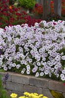  PETUNIA RETOMBANT traçant PETUNIA RETOMBANT traçant-TIDAL WAVE F1 (Petunia hedgiflora)-blanc rosé, graines enrobées - Graineterie A. DUCRETTET