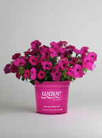  PETUNIA RETOMBANT traçant PETUNIA RETOMBANT traçant-TIDAL WAVE F1 (Petunia hedgiflora)-pourpre, graines enrobées - Graineterie A. DUCRETTET