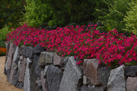  PETUNIA RETOMBANT traçant PETUNIA RETOMBANT traçant-TIDAL WAVE F1 (Petunia hedgiflora)-rose cerise, graines enrobées - Graineterie A. DUCRETTET