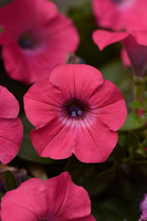  PETUNIA RETOMBANT traçant PETUNIA RETOMBANT traçant-TIDAL WAVE F1 (Petunia hedgiflora)-rose lumineux, graines enrobées - Graineterie A. DUCRETTET