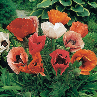 Graines de fleurs PAVOT D'ORIENT PIZZICATO (Papaver orientale) - Graineterie A. DUCRETTET