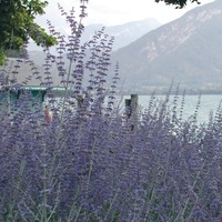 Graines de fleurs vivaces - PEROVSKIA - Graineterie A. DUCRETTET