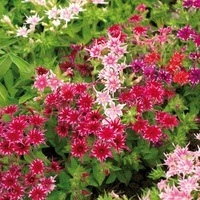 Graines de fleurs PHLOX PETTICOAT (Phlox drummondii) - Graineterie A. DUCRETTET