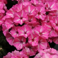 Graines de fleurs PHLOX GRAMMY F1 (Phlox drummondii) - Graineterie A. DUCRETTET