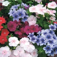 Graines de fleurs PHLOX ETHNIE (Phlox drummondii) - Graineterie A. DUCRETTET