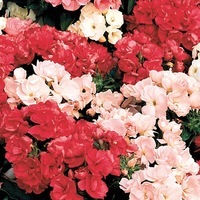 Graines de fleurs PHLOX PROMISE (Phlox drummondii) - Graineterie A. DUCRETTET