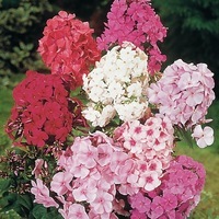  PHLOX PHLOX-HYBRIDE (Phlox paniculata (decussata))-mélange - Graineterie A. DUCRETTET