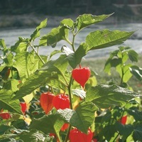 Graines de fleurs PHYSALIS FRANCHETTII (ALKEKENGII) (Physalis alkekengii franchetii) - Graineterie A. DUCRETTET