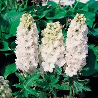 Graines de fleurs DELPHINIUM ou Pied d'alouette SWAN (Delphinium elatum) - Graineterie A. DUCRETTET