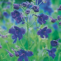 Graines de fleurs DELPHINIUM ou Pied d'alouette GRANDIFLORUM (Delphinium sinense) - Graineterie A. DUCRETTET