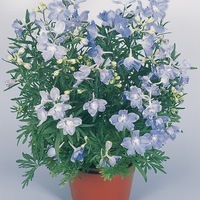 Graines de fleurs DELPHINIUM ou Pied d'alouette SUMMER (Delphinium grandiflorum - sinense) - Graineterie A. DUCRETTET