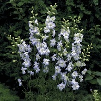  PIED D'ALOUETTE PIED D'ALOUETTE-IMPERIAL (Delphinium consolida (ajacis))-mauve lilas - Graineterie A. DUCRETTET