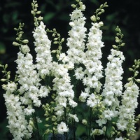  PIED D'ALOUETTE PIED D'ALOUETTE-IMPERIAL (Delphinium consolida (ajacis))-blanc pur - Graineterie A. DUCRETTET