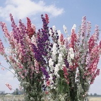  PIED D'ALOUETTE PIED D'ALOUETTE-IMPERIAL (Delphinium consolida (ajacis))-mélange - Graineterie A. DUCRETTET