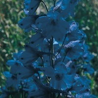  DELPHINIUM ou Pied d'alouette DELPHINIUM ou Pied d'alouette-BELLADONNA (Delphinium ajacis)-GENTIANE BELLAMOSUM bleu - Graineterie A. DUCRETTET