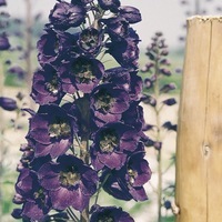 Graines de fleurs DELPHINIUM ou Pied d'alouette GEANT PACIFIC (Delphinium elatum) - Graineterie A. DUCRETTET