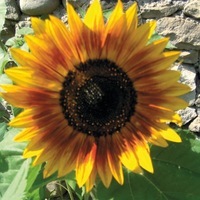  SOLEIL ou HELIANTHUS SOLEIL ou HELIANTHUS-RING OF FIRE (Helianthus annuus)-jaune d'or et rouge - Graineterie A. DUCRETTET