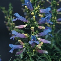  PENSTEMON PENSTEMON-ELECTRIC BLUE (Penstemon heterophyllus)-bleu - Graineterie A. DUCRETTET